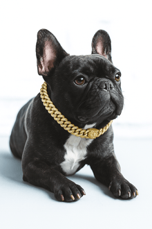 Luksuriøs hundekæde i guld